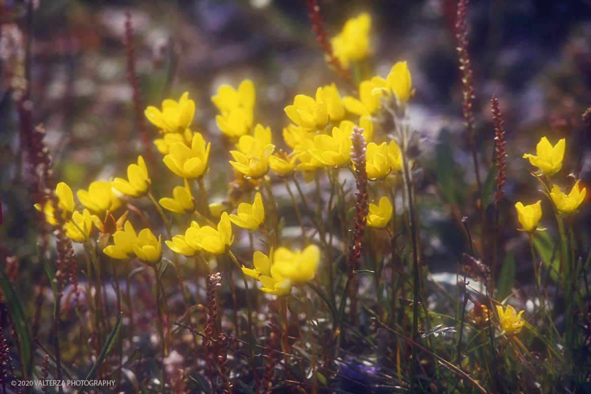 96 SIBERIA.jpg - Luglio/Agosto 1992. Siberia, terra dei Chukchi. Nell'oceano artico  125 Km a nord-est della penisola dei Chukchi (Siberia) c'Ã¨ l'isola di Wrangel, essa ospita piÃ¹ del doppio di specie vegetali (417) di qualsiasi territorio artico a paritÃ  di superficie nonchÃ¨ 30 specie diverse di uccelli oltre ad orsi polari, foche e trichechi ; per questo motivo   Ã¨ stata proclamata patrimonio dell'umanitÃ  dall'UNESCO. Nella foto isola di Wrangel, fioritura di cinquefoglie (Potentilla)